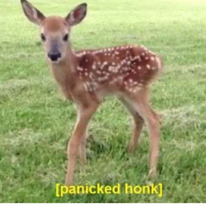 Meet your Posher, Brianna